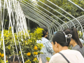 新街鎮(zhèn)王寺村百畝泉水柑開園—— 甜了舌尖 樂了游客