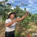 【走進鄉(xiāng)村看振興】均川鎮(zhèn)珍珠廟村：果香漫山徑 振興譜新篇